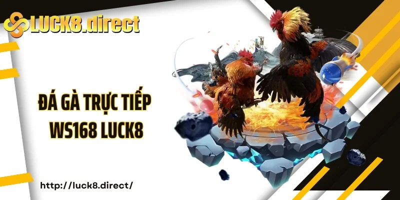 Đá gà trực tiếp WS168 Luck8